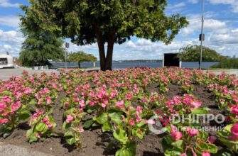 У Дніпрі парки та сквери прикрашають тисячами бегоній (Фото)