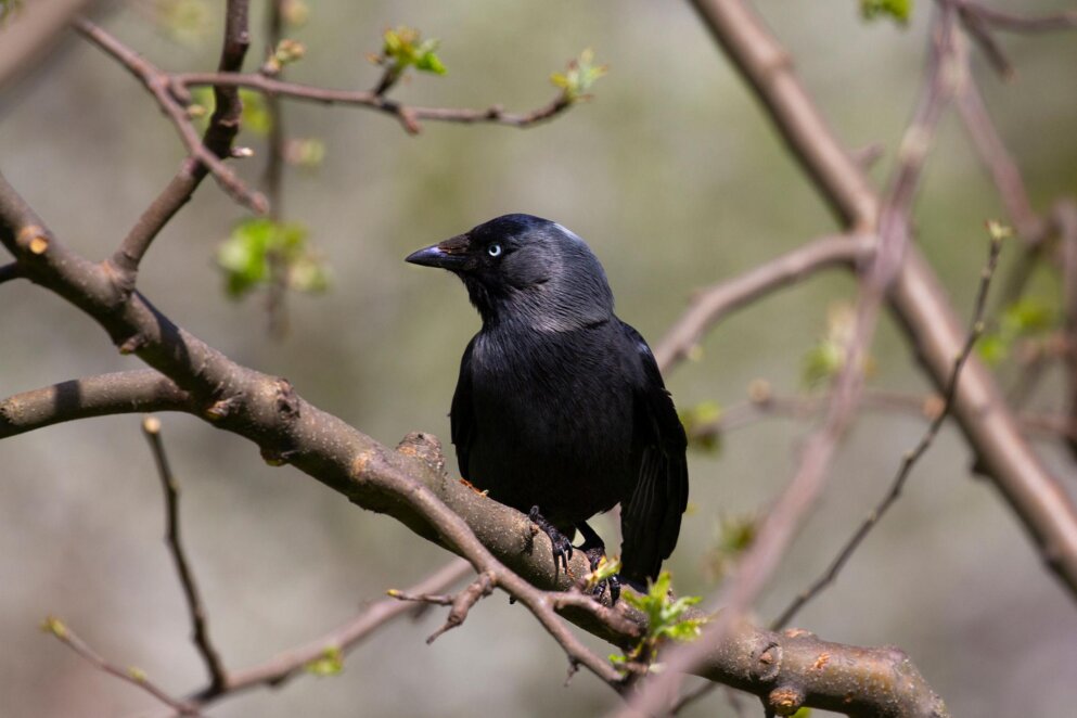 В Дніпрі помітили галку з блакитними очима 18 травня 2026