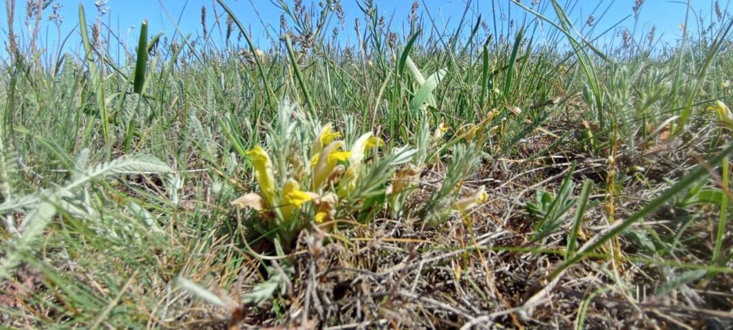 На Дніпропетровщини виявили цимбохазму дніпровську