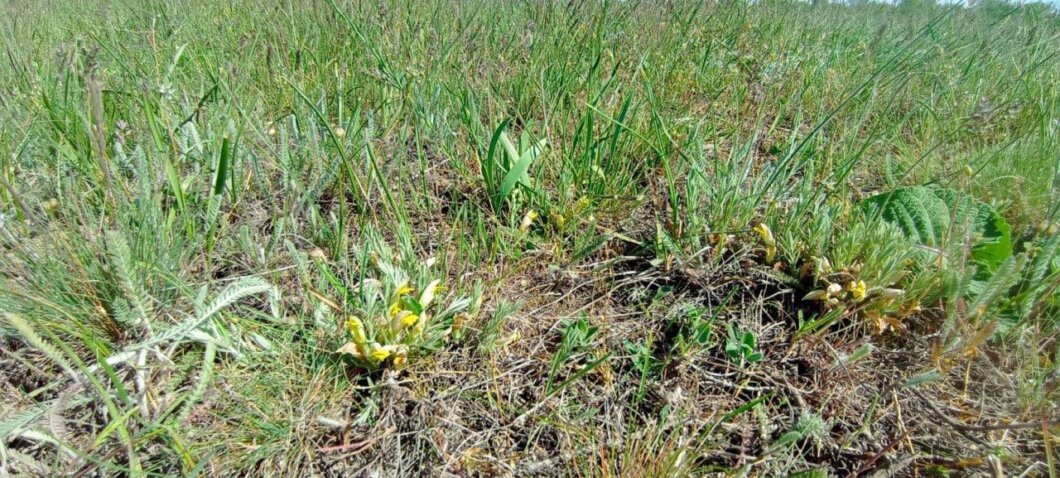 На Дніпропетровщини виявили цимбохазму дніпровську