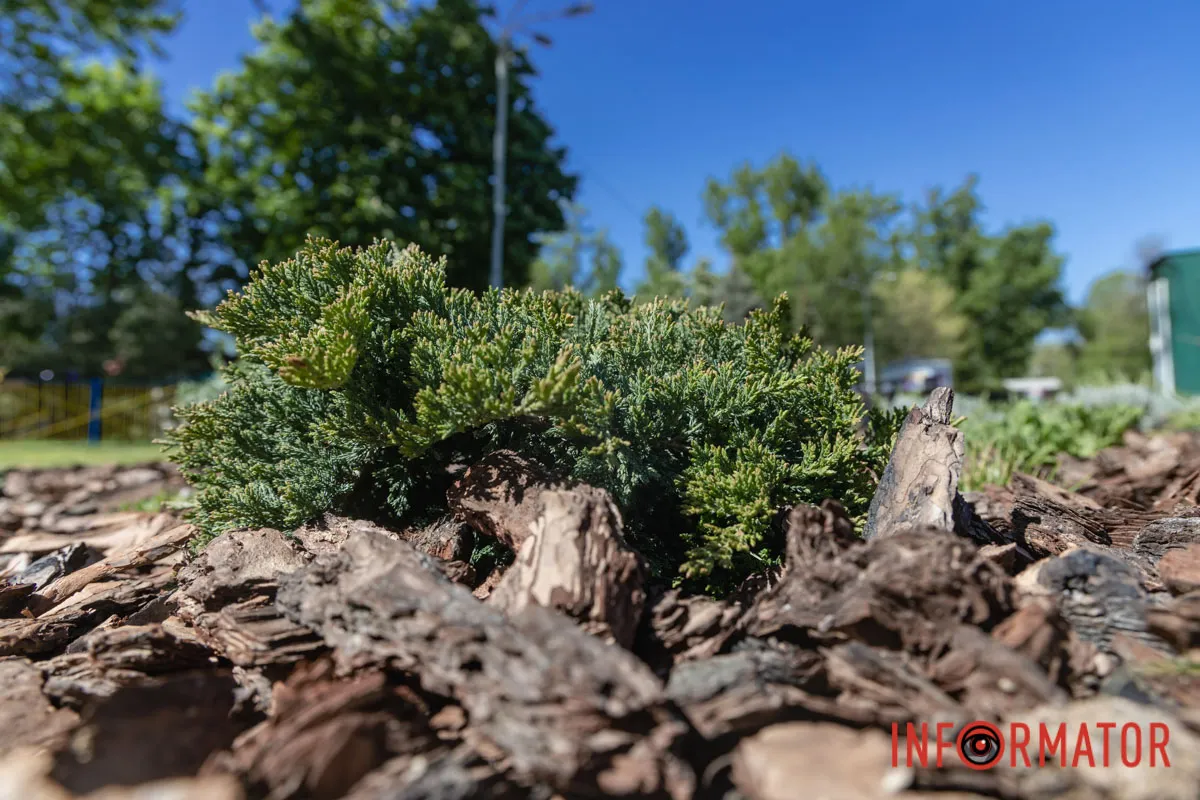 у парку Глоби у Дніпрі висадили нову ландшафтну клумбу