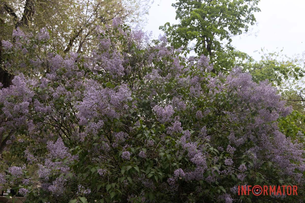 весняний фоторепортаж із парку Шевченка в Дніпрі