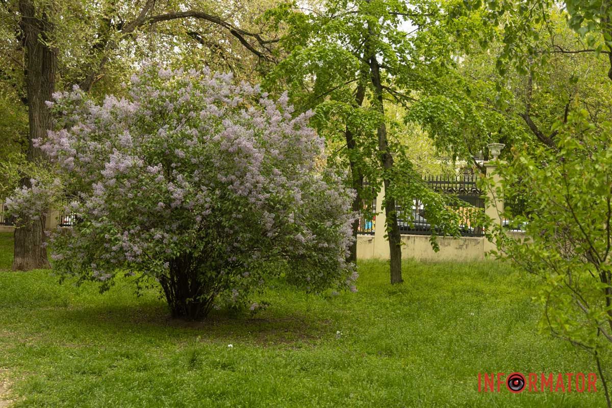 весняний фоторепортаж із парку Шевченка в Дніпрі