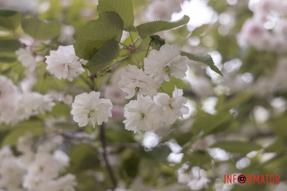 весняний фоторепортаж із парку Шевченка в Дніпрі