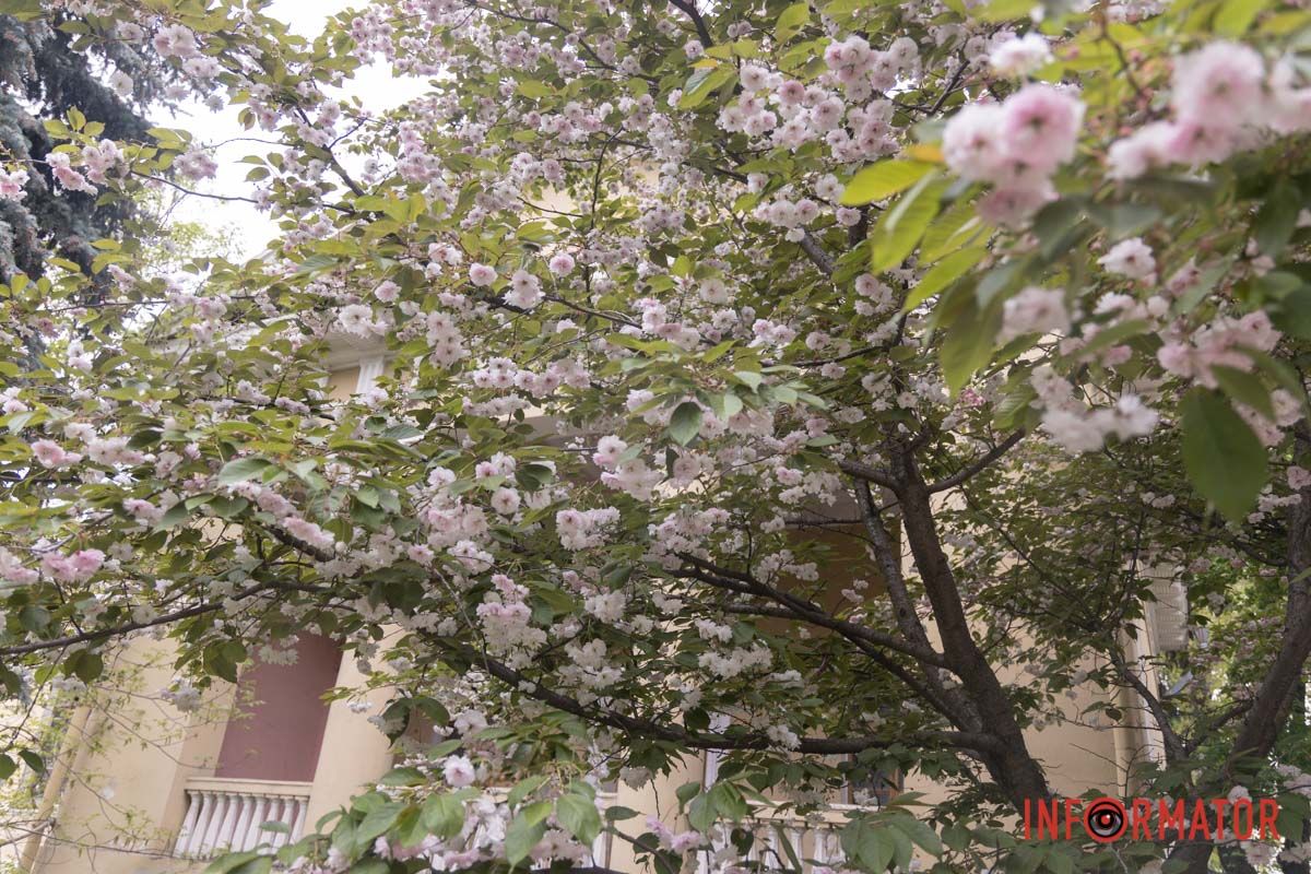 весняний фоторепортаж із парку Шевченка в Дніпрі