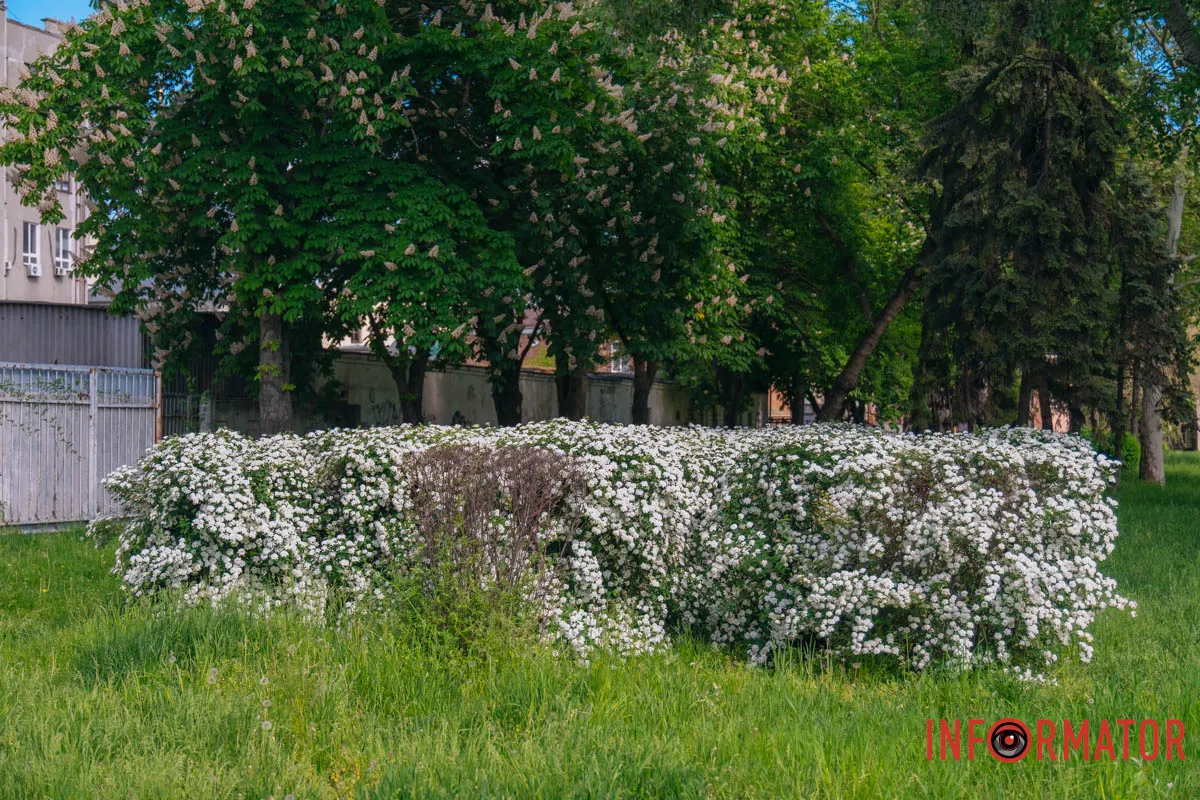 у парку Глоби у Дніпрі зацвіла спірея Вангутта