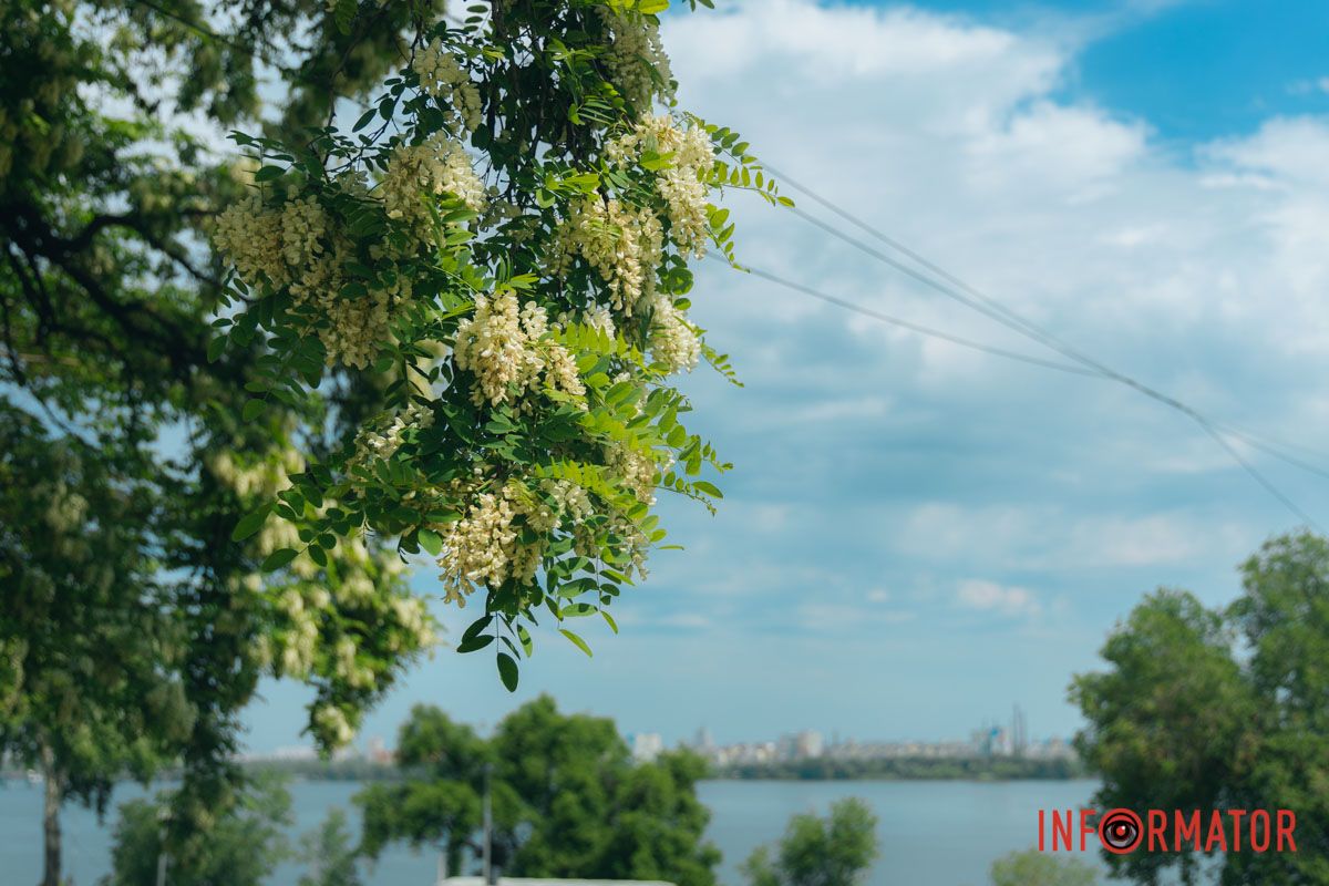 у Дніпрі на Монастирському острові зацвіли акації