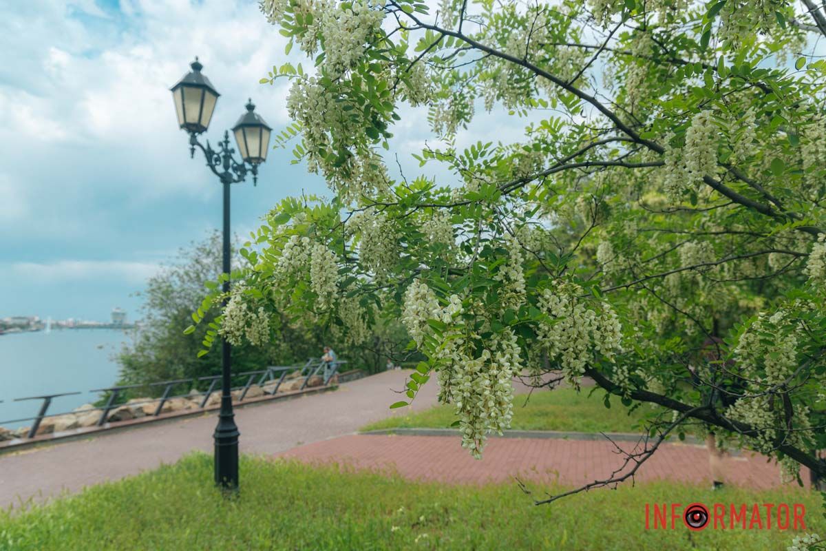 у Дніпрі на Монастирському острові зацвіли акації