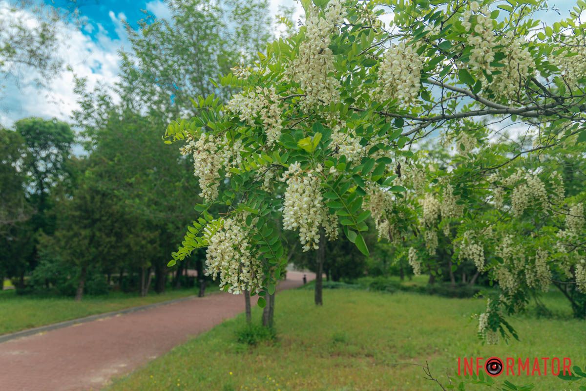 у Дніпрі на Монастирському острові зацвіли акації