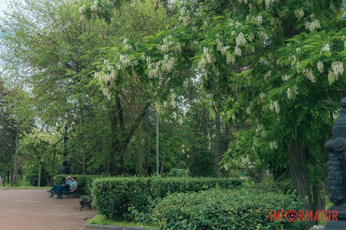 у Дніпрі на Монастирському острові зацвіли акації