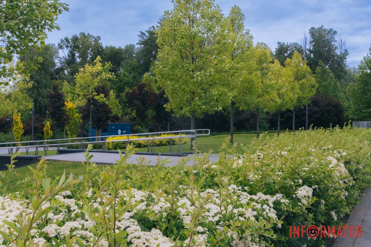на Набережній Перемоги розквітли унікальні тюльпанові дерева