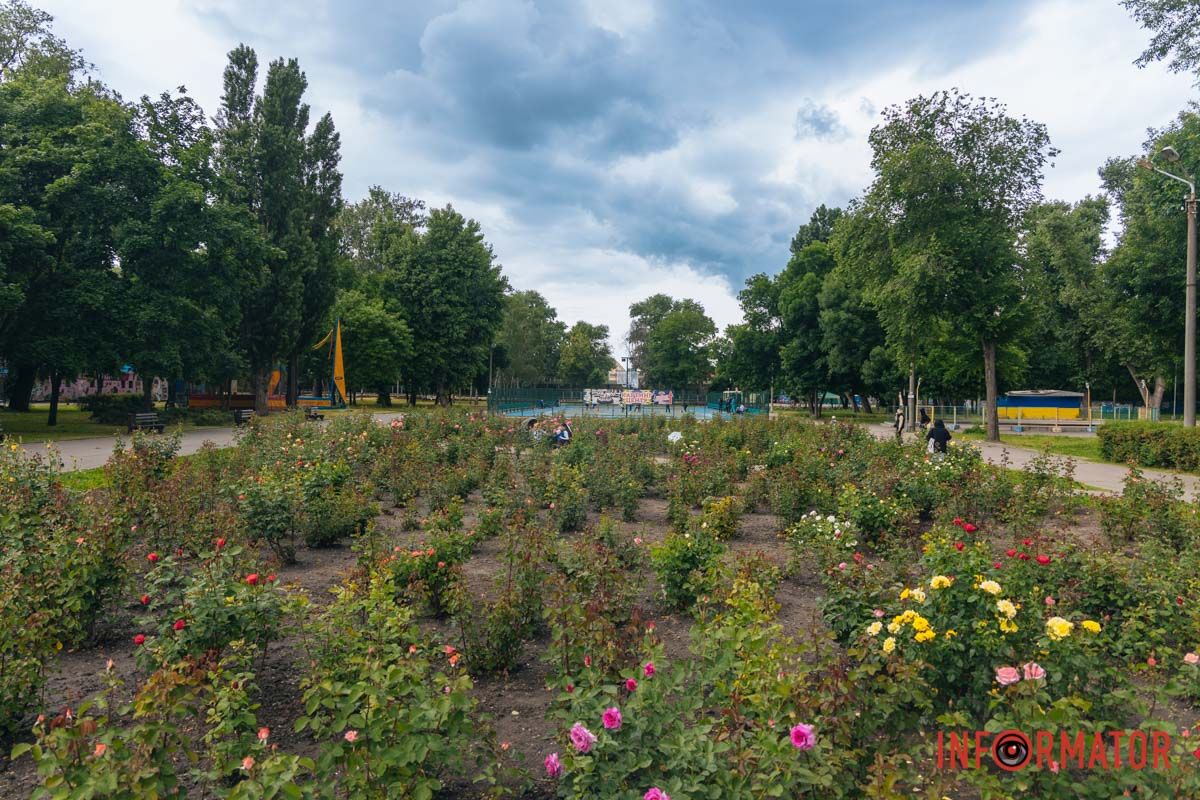 у парку Глоби в Дніпрі розквіт найбільший міський розарій