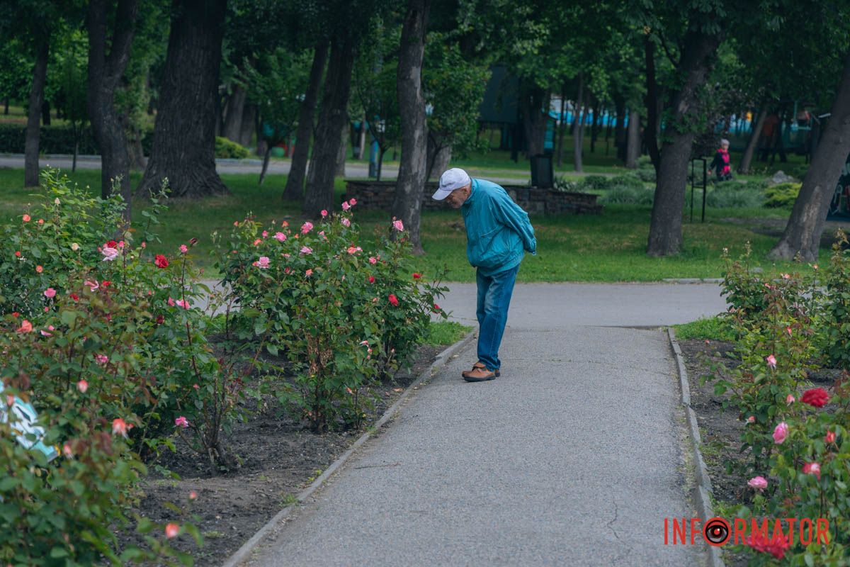 у парку Глоби в Дніпрі розквіт найбільший міський розарій