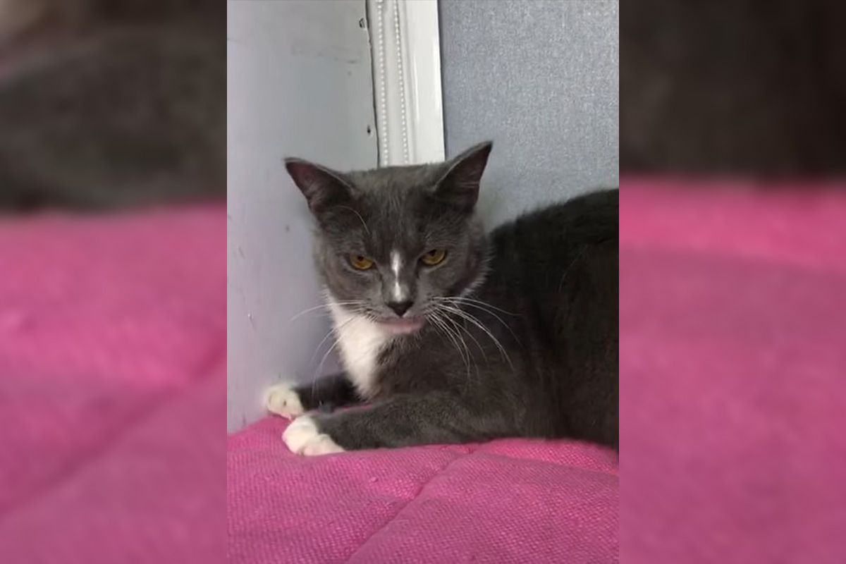 які котики та песики шукають люблячу родину у Дніпрі