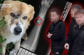 Кулі в лапах і страх у сусідів: що відомо про скандал із підлітками на Березанівці