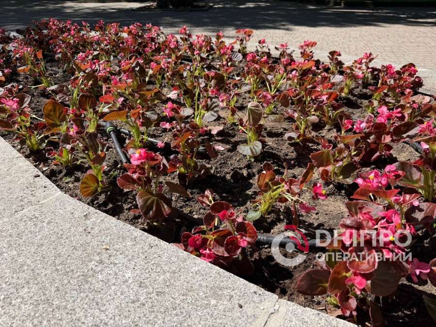 У Дніпрі парки та сквери прикрашають тисячами бегоній (Фото)