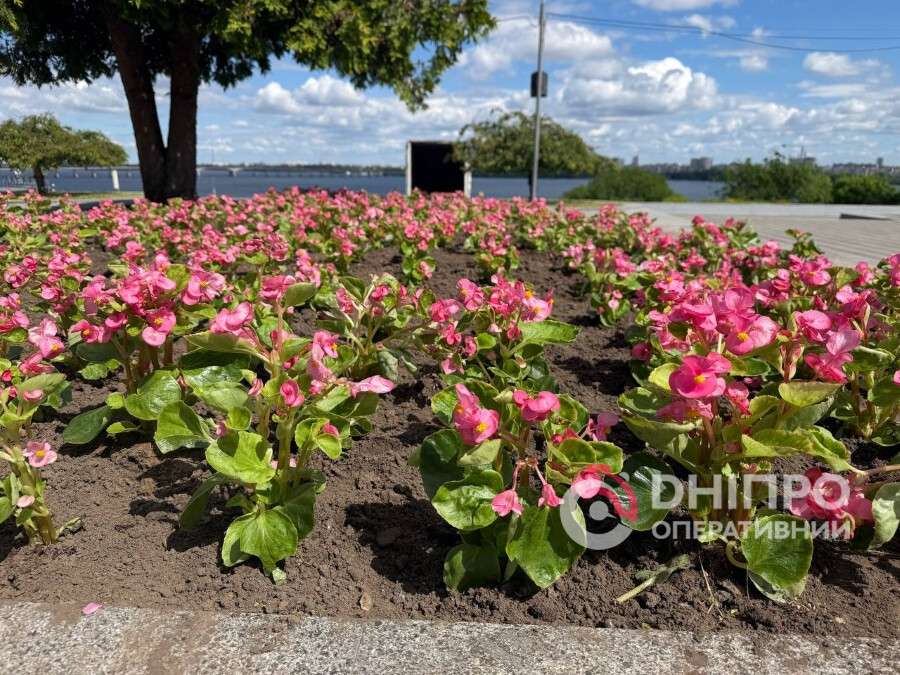 У Дніпрі парки та сквери прикрашають тисячами бегоній (Фото)