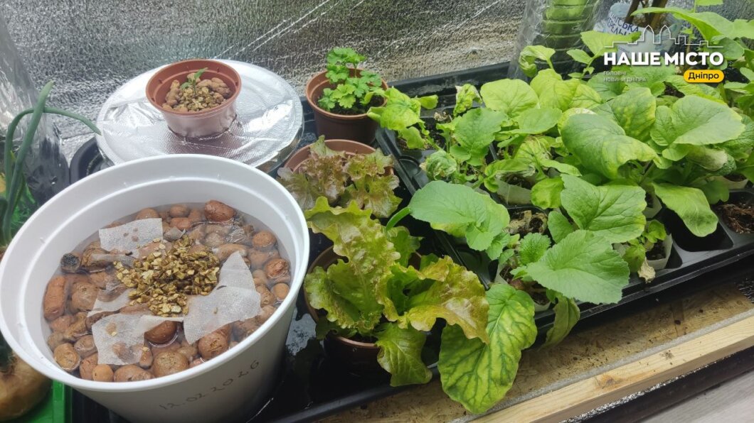 Дачний сезон-2026: ціни на розсаду та історії мешканців Дніпра