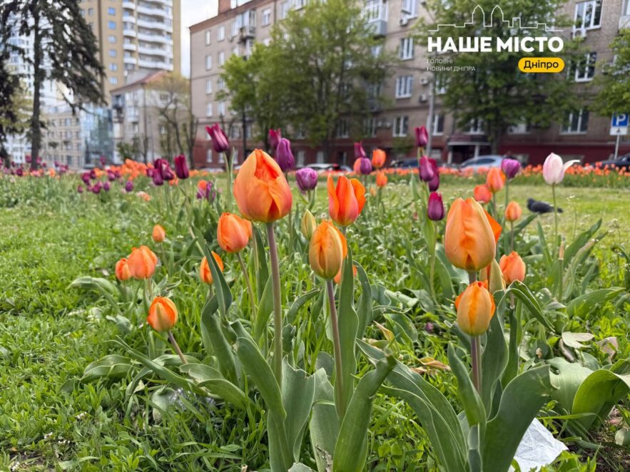 Безкоштовний тюльпановий фестиваль у Дніпрі