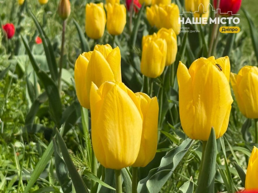 Що робити з тюльпанами після цвітіння