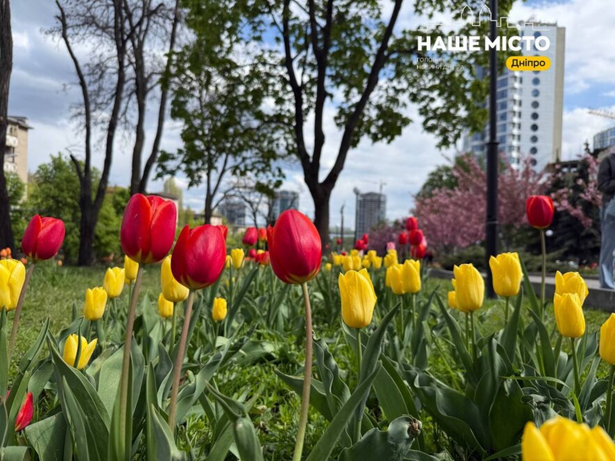Безкоштовний тюльпановий фестиваль: алея Слави у Дніпрі перетворилась на казкову фотозону
