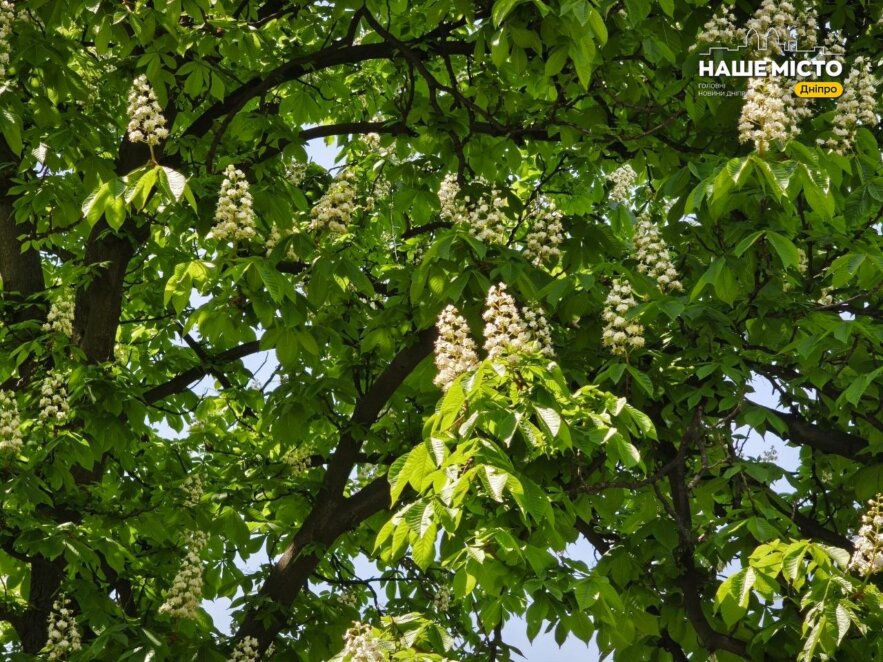 Цвітіння каштанів у Дніпрі 2026: фото