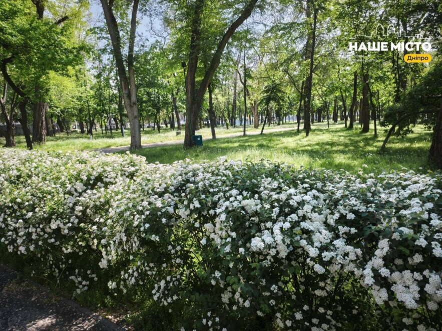 Парк Глоби у Дніпрі вкрила Спірея Вангутта: цвітіння у травні 2026