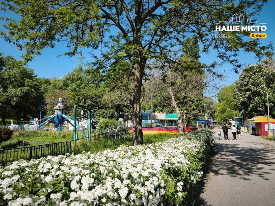 Парк Глоби у Дніпрі вкрила Спірея Вангутта: цвітіння у травні 2026
