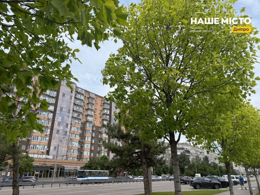 Тюльпанове дерево зацвіло у Дніпрі 2026- Наше Місто