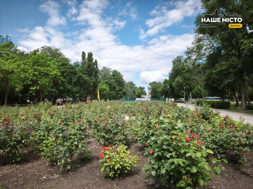 Трояндова алея Дніпра 29 травня 2026 старт цвітіння парку Глоби