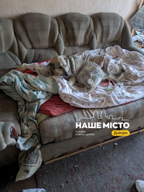 Евакуація тварин з Донеччини - Наше Місто