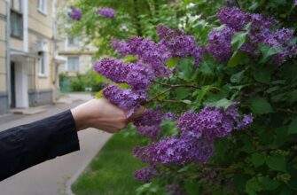 За зламаний бузок дніпряни можуть отримати штраф
