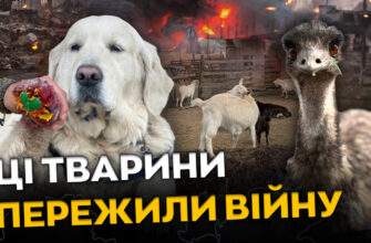 Як ферма «Зелений гай» під Дніпром опікується евакуйованими тваринами