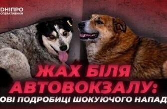 Жорстоке каліцтво собак у Дніпрі біля автовокзалу: у якому стані тварини та що загрожує живодеру